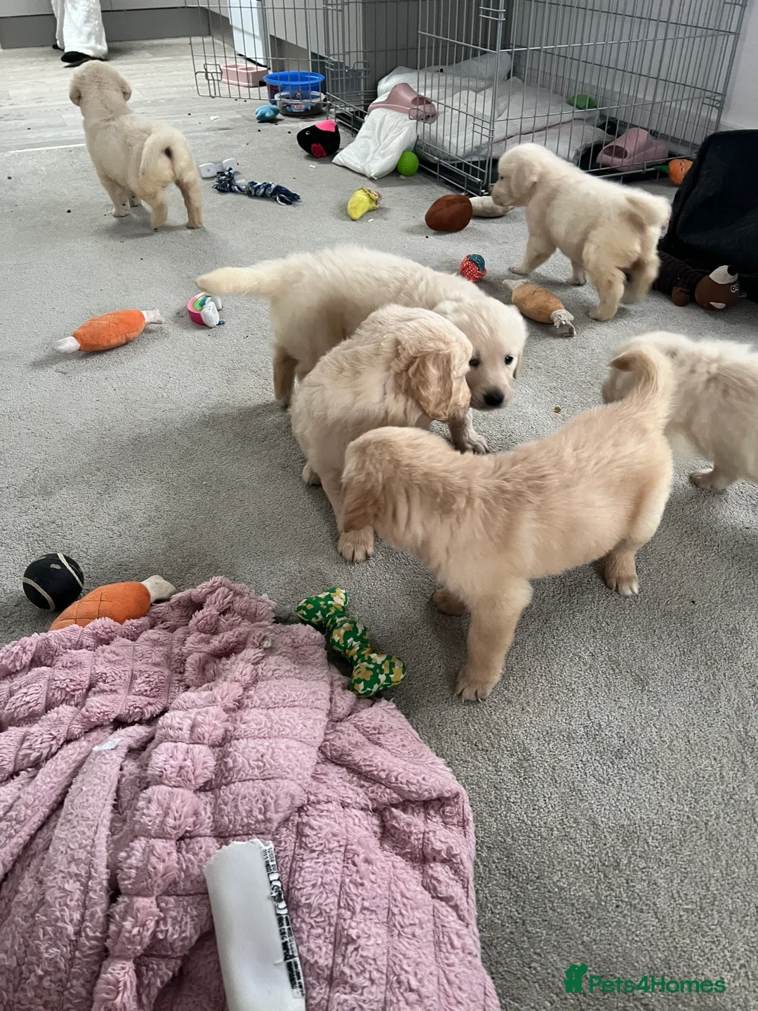 Golden Retriever dogs for sale: Adorable litter golden retriever puppies  in Baldock - Advert 2