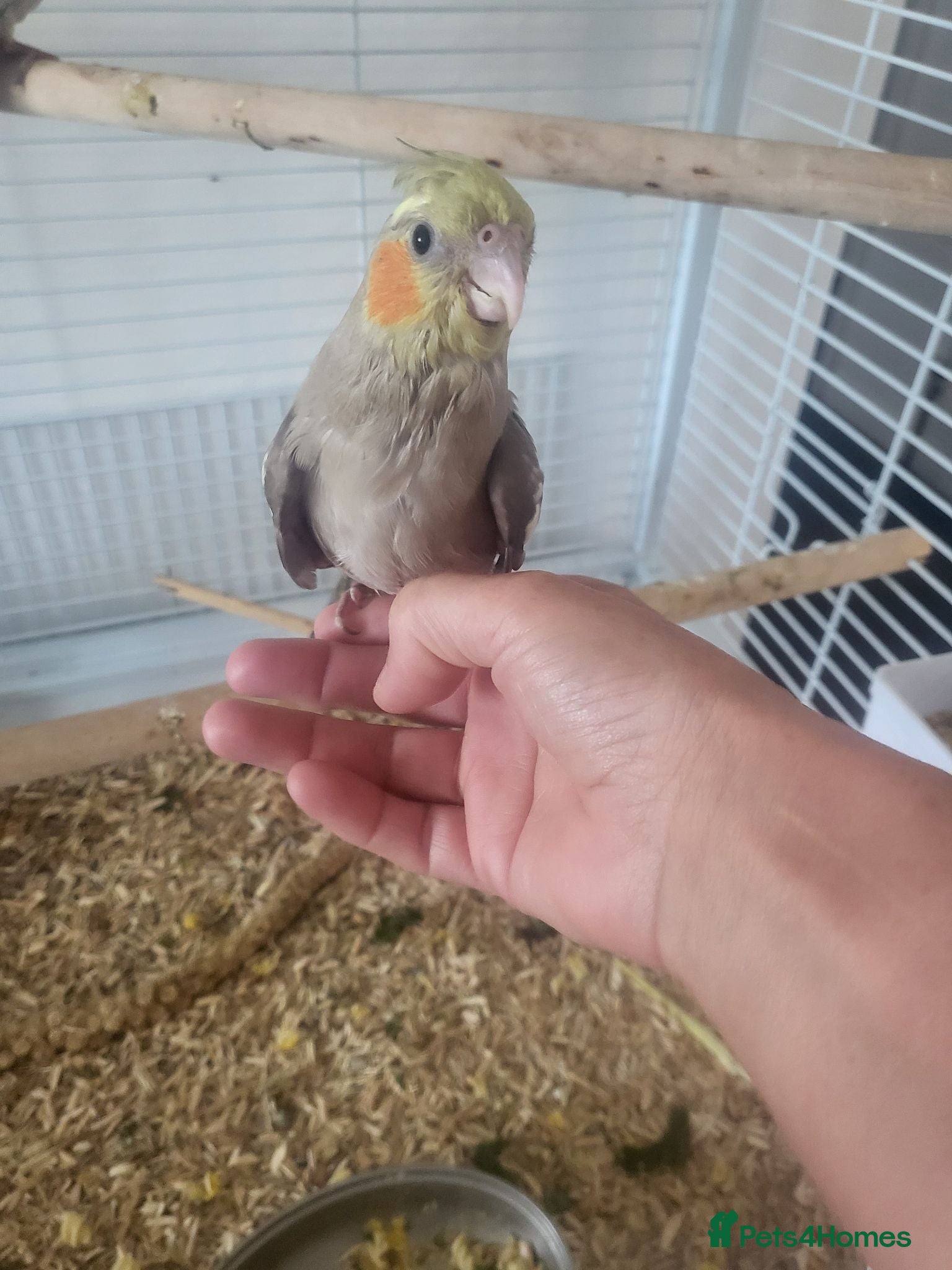 Cockatiels birds Hand reared, super tame baby cockatiels - Advert 2
