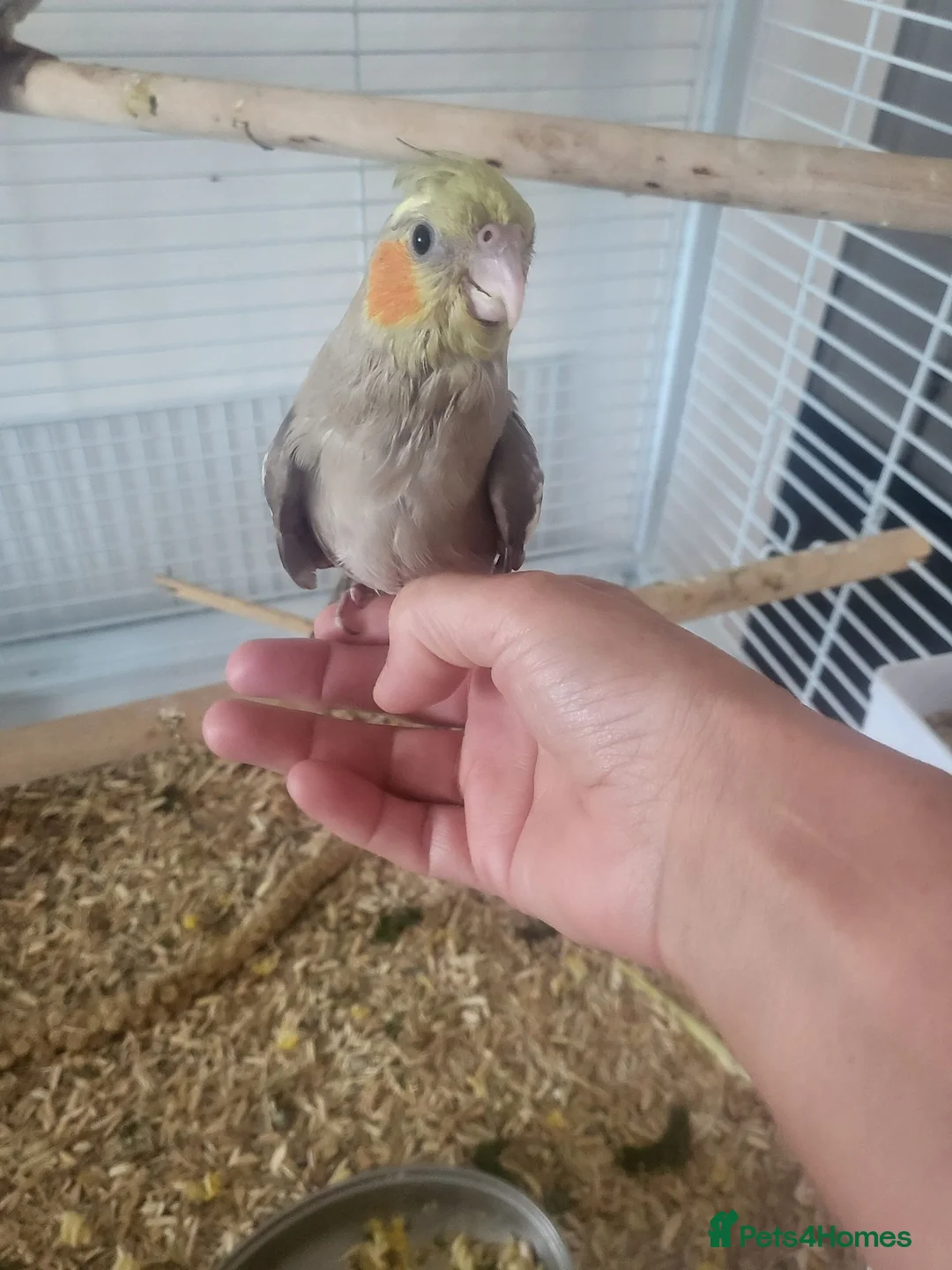 Cockatiels birds for sale: Hand reared, super tame baby cockatiels - Advert 2