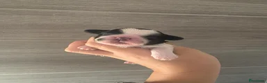 Shihpoo 1