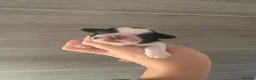 Shihpoo dogs for sale: Beautiful shihpoo puppies - Advert 2