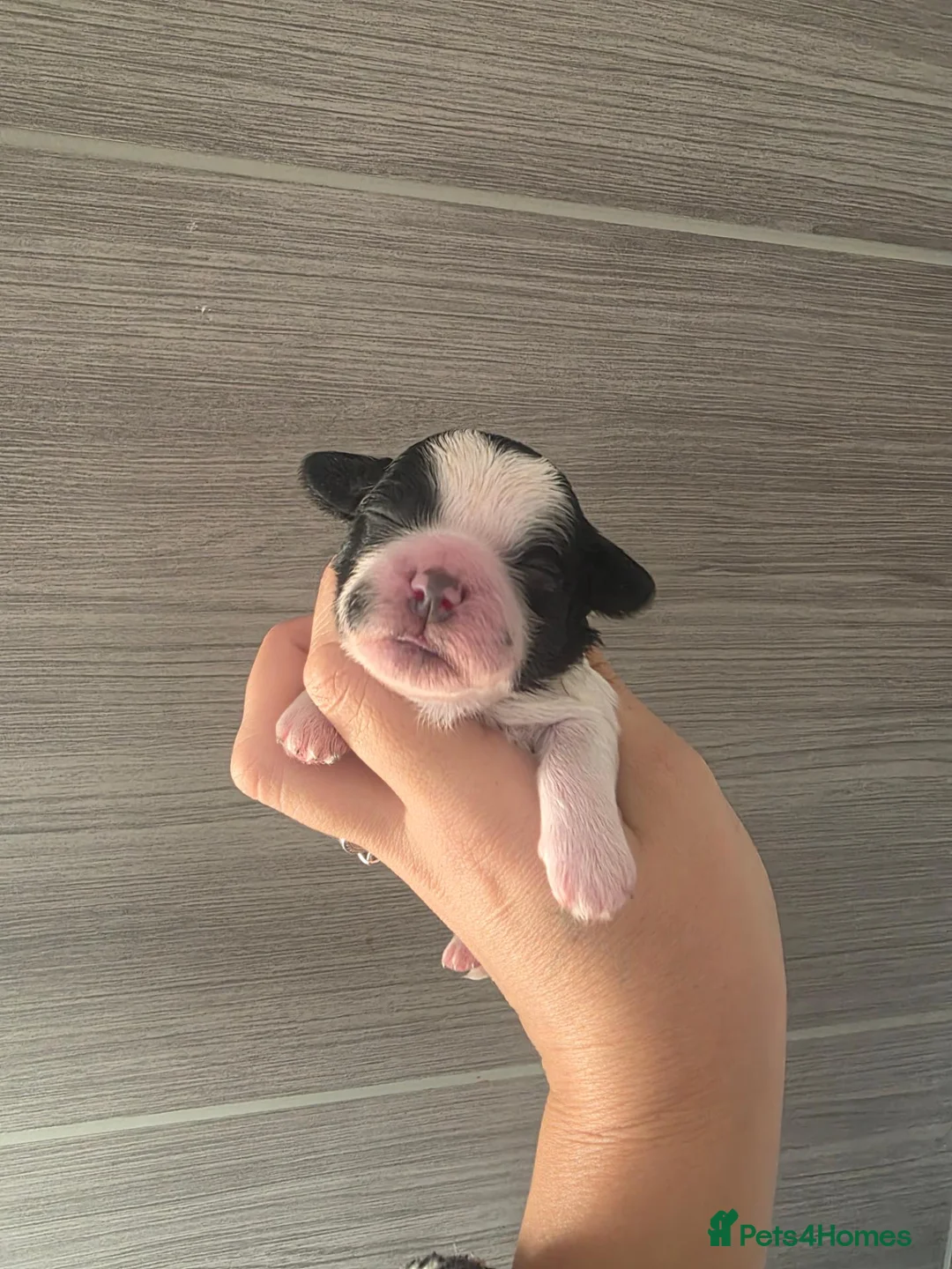 Shihpoo dogs for sale: Beautiful shihpoo puppies - Advert 2