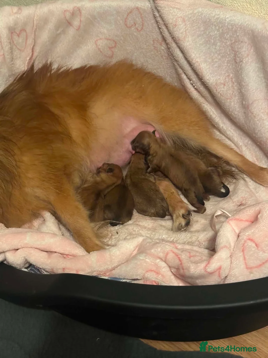 Pomeranian dogs for sale: Boy Pomeranian Puppy  - Advert 2