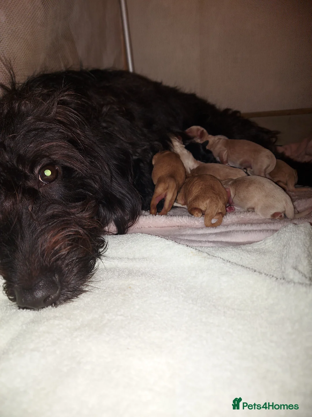 Jackapoo dogs for sale: Jackapoo puppies - Advert 21