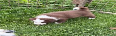 Border Collie 7