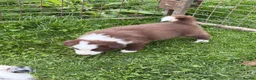 Border Collie dogs for sale: Excellent Border Collie Puppies  in Buxton - Advert 2