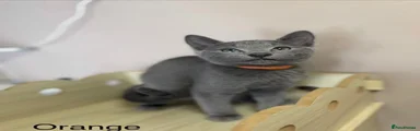 Miss Orange