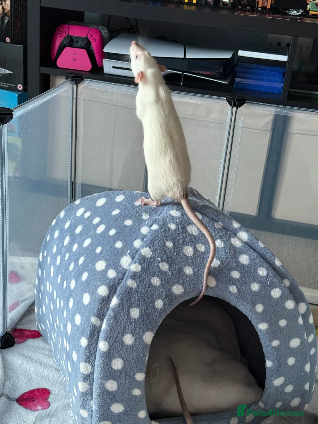 Rat rodents for sale: Male rats for rehoming - Advert 3