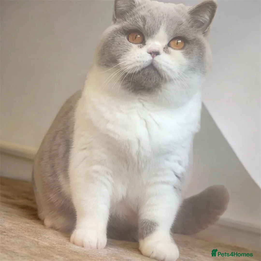 British Shorthair cats for sale: Healthy beautiful british shorthair girls 💗🫶🏻 - Advert 2