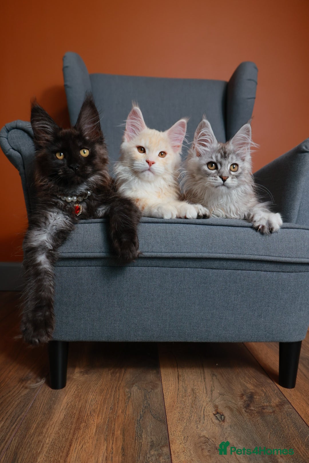Maine Coon cats Maine coon 🧡🖤🩶 ready to leave - Advert 1