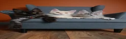 Maine Coon cats for sale: Maine coon 🧡🖤🩶 ready to leave - Advert 1
