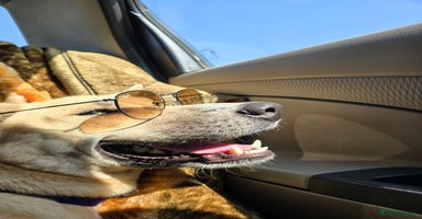 Mixed Breed dogs - Advert 2