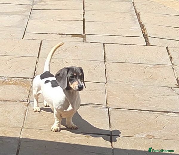 Miniature Dachshund dogs Blue & Tan pied mini daxi stud carrying choc - Advert 18