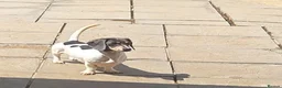 Miniature Dachshund dogs for stud: Blue & Tan pied mini daxi stud carrying choc - Advert 1