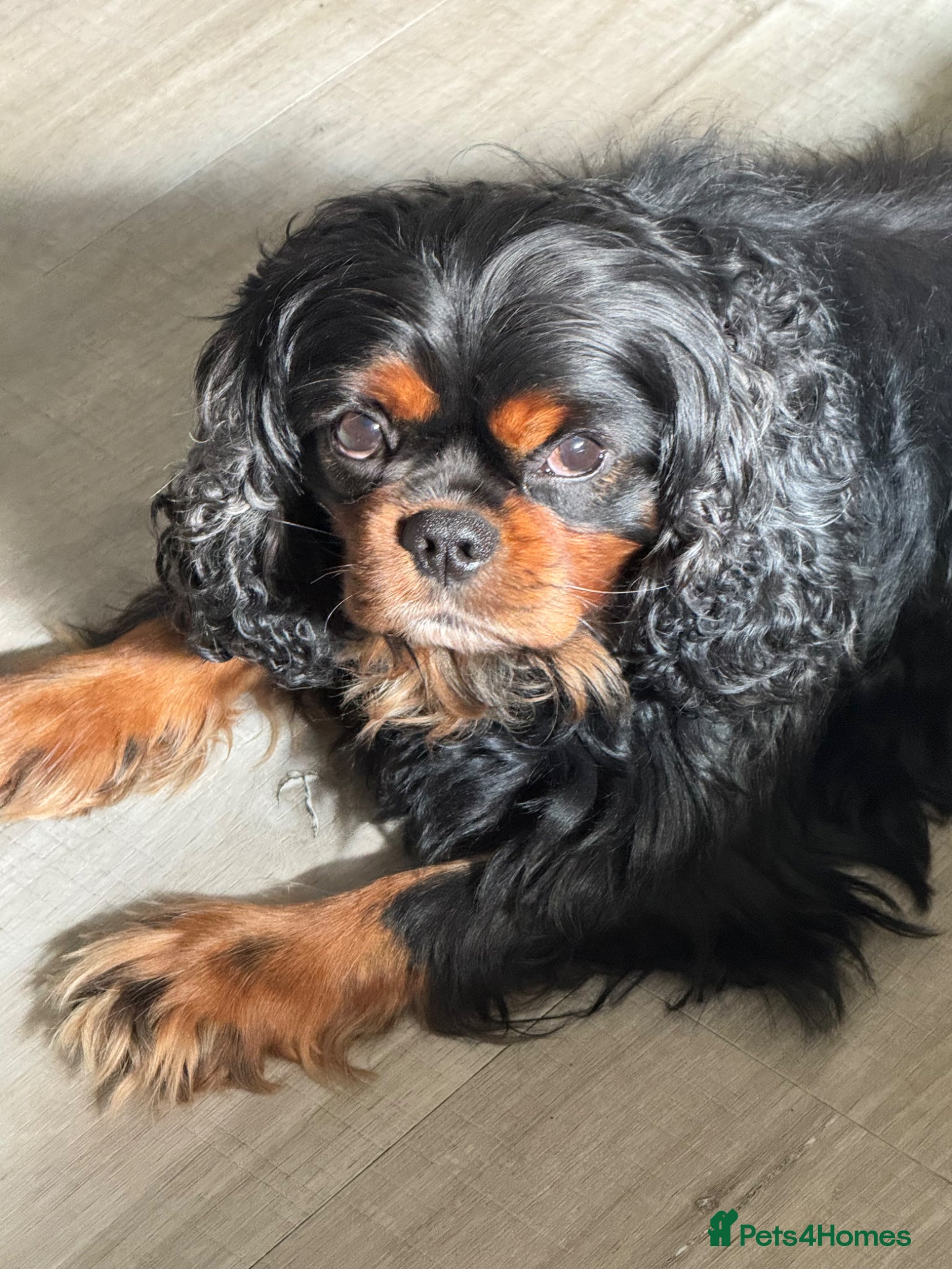 Cavalier King Charles Spaniel dogs HEALTH TESTED KC REG BLK & TAN - Advert 1
