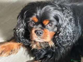 Cavalier King Charles Spaniel dogs HEALTH TESTED KC REG BLK & TAN - Advert 1