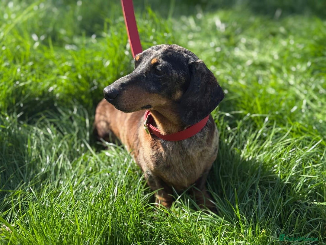 Miniature Dachshund dogs for stud: 🌟KC Registered Silver Dapple Miniature Dachshund - Advert 2