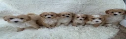 Maltipoo dogs for sale: 🐾 toy Maltipoo puppy’s 🐾 - Advert 1