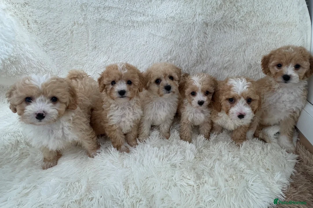 Maltipoo dogs for sale: 🐾 toy Maltipoo puppy’s 🐾 - Advert 1
