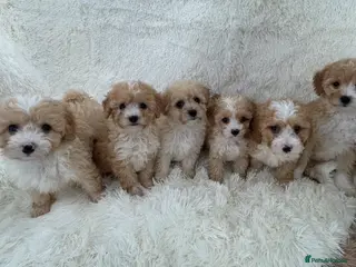 Maltipoo dogs 🐾 toy Maltipoo puppy’s 🐾 - Advert 1