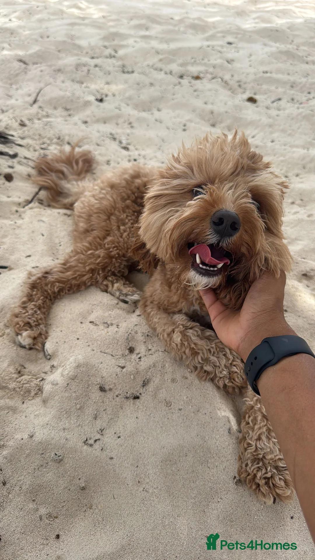 Cavapoo dogs for sale: Chaser ( Male ) 3.5 Year Old Cavapoo - Advert 2