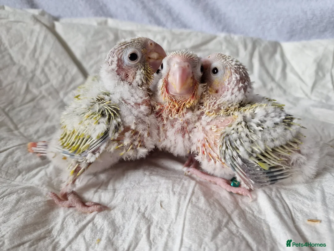 Conures birds for sale: Adorable fully hand reared baby conures!!  - Advert 9