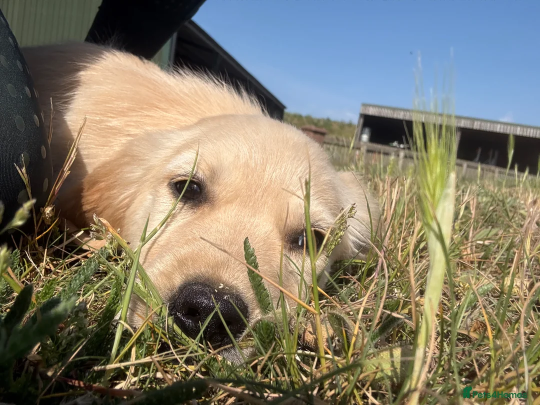 Golden Retriever dogs for sale: The most beautiful Golden Retriever pups  - Advert 4