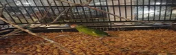 Parakeets birds for sale: Kakariki for sale - Advert 8