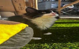 Ragcoon cats for sale: Beautiful ragcoon kittens - Image 8