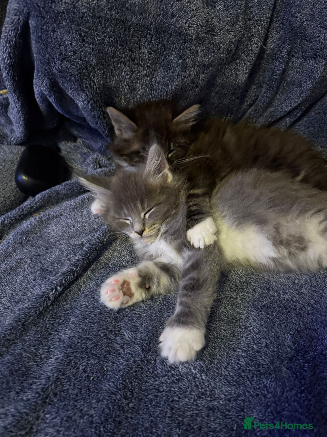 Maine Coon cats for sale: Full Maine coon kittens available  - Advert 6
