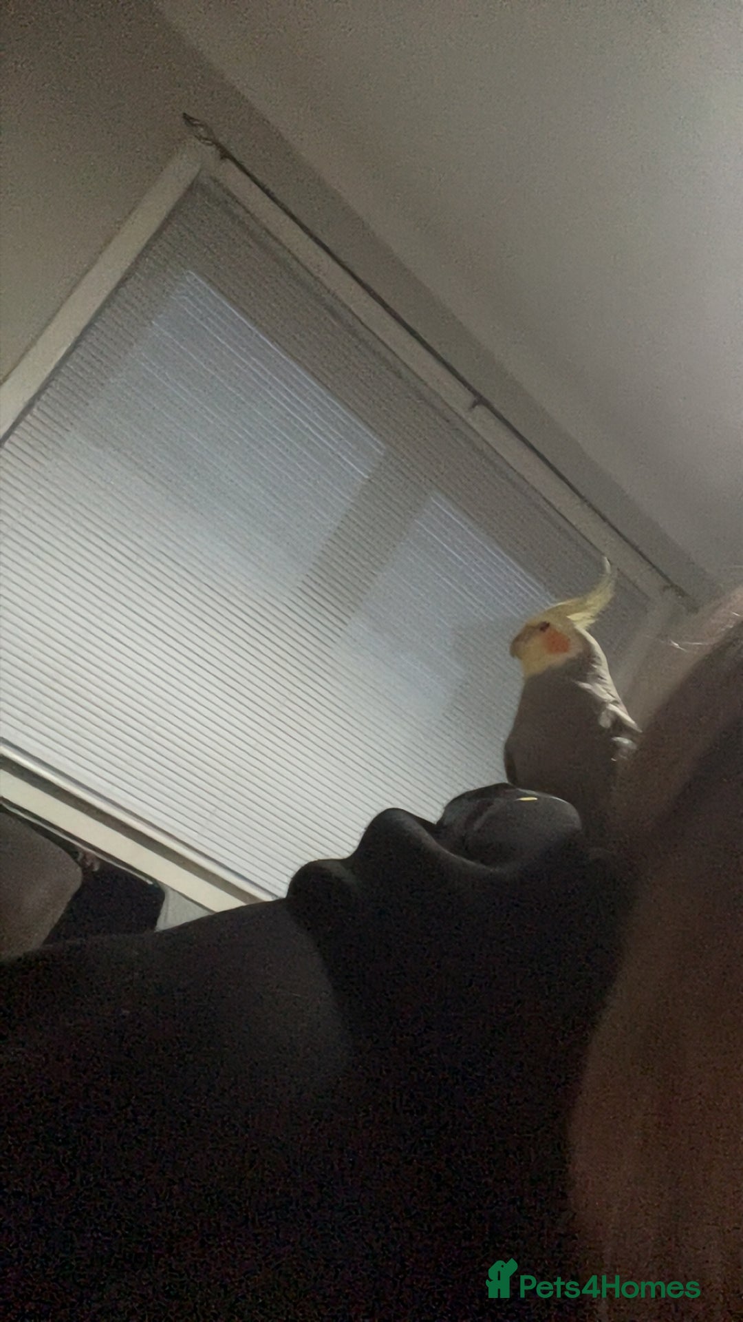 Cockatiels birds for sale: Breeding pair of birds  - Advert 11