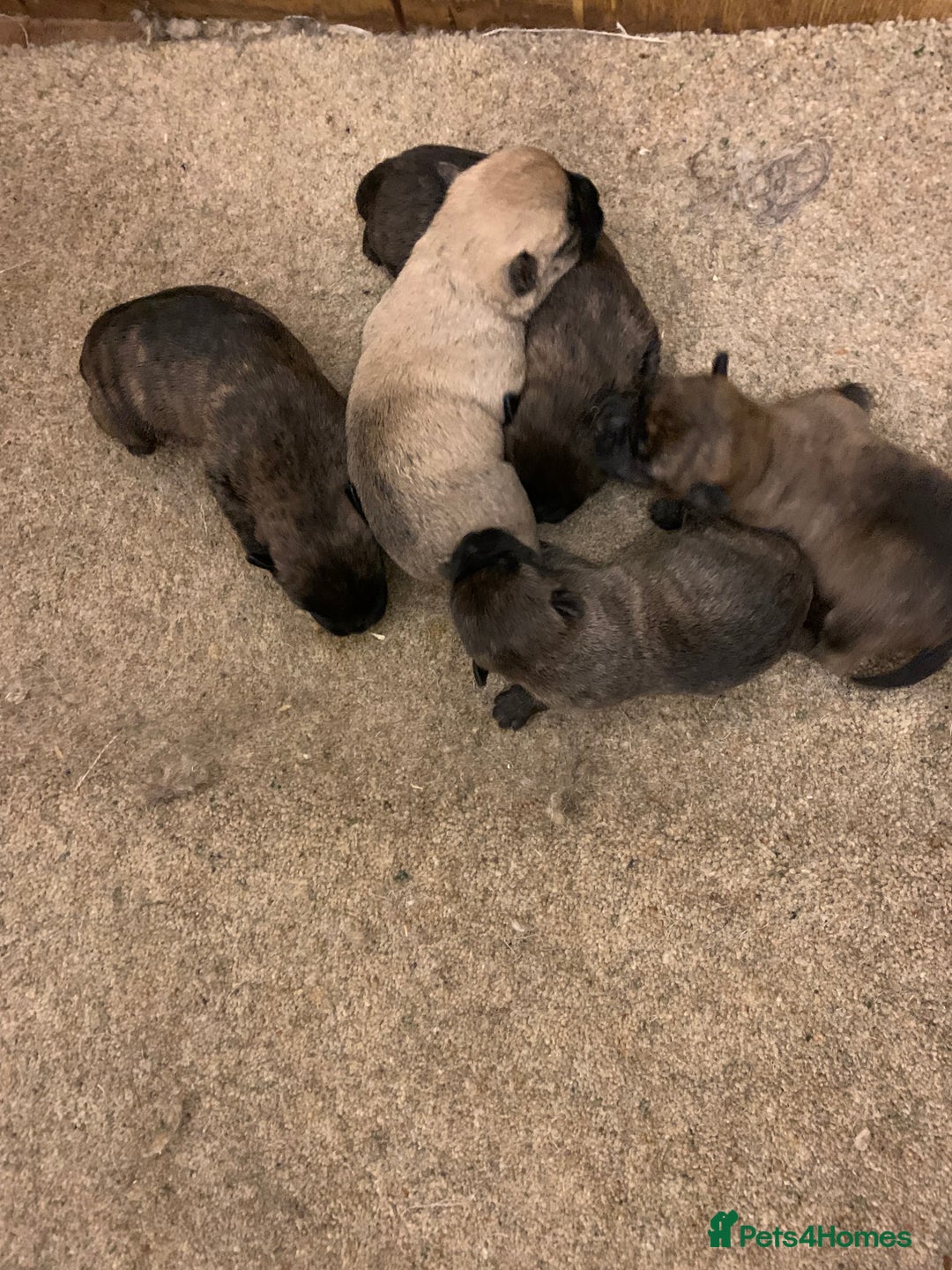 Cairn Terrier dogs for sale: Pure Bred Cairn Terrier puppies  - Advert 9