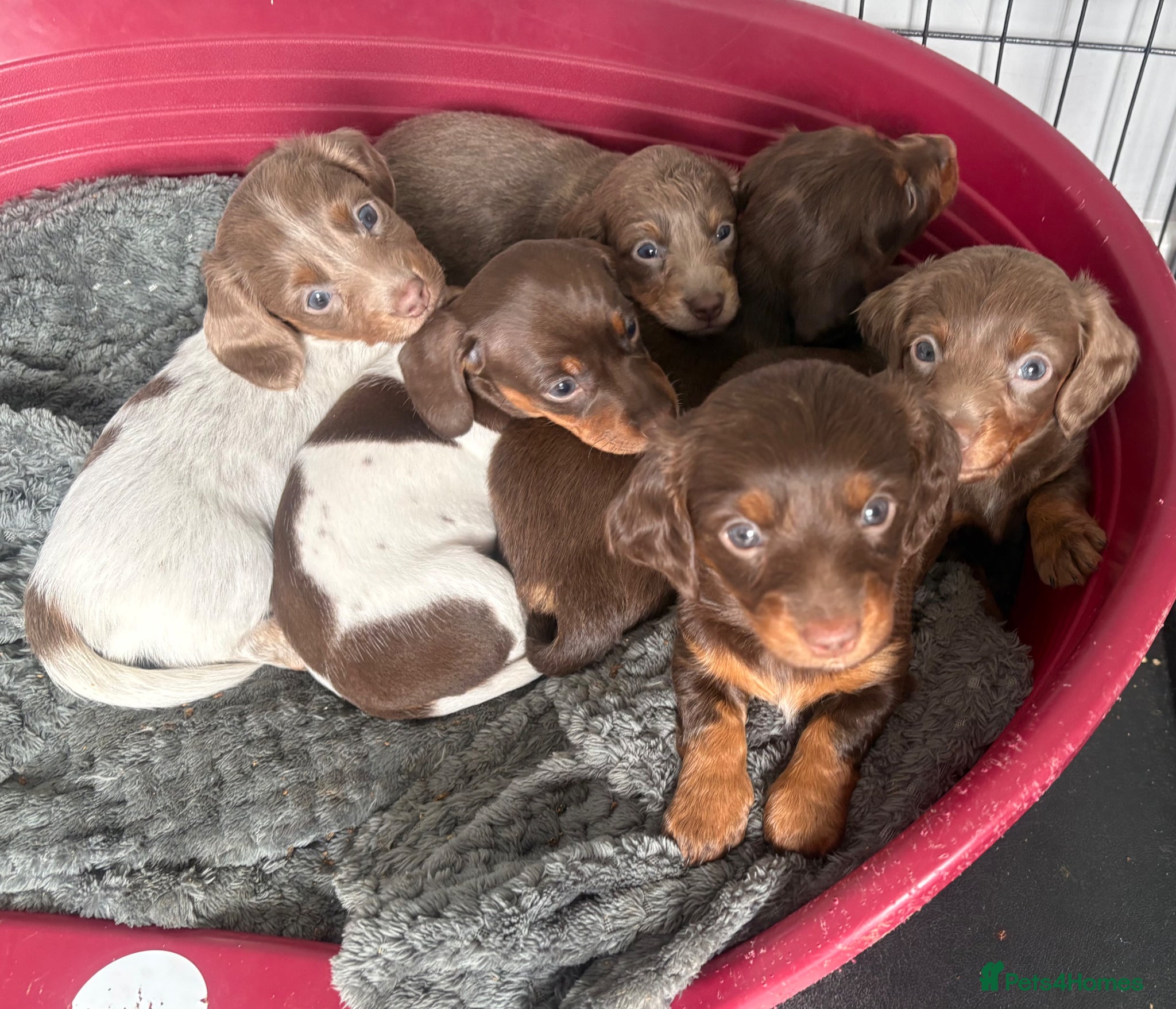 Miniature Dachshund dogs Stunning kc reg miniature dachshund  - Advert 13