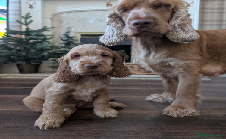 Cocker Spaniel dogs - Advert 10