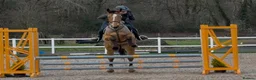 British Warmblood horses for sale: Ideal project / summer fun / blank canvas  - Advert 2