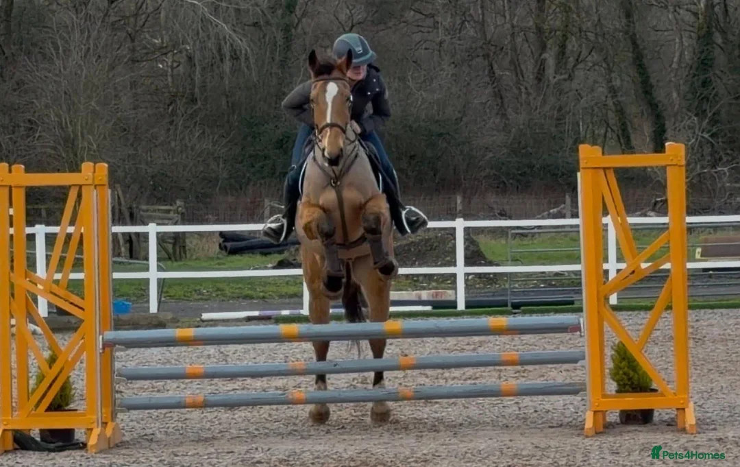 British Warmblood horses for sale: Ideal project / summer fun / blank canvas  - Advert 2