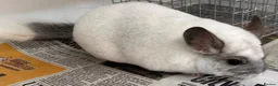 Chinchilla rodents for sale: Whitey, fabulous Wilson White boy - Advert 3