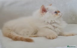 Persian cats for sale: Persian Kittens Looking For New Home - Image 26