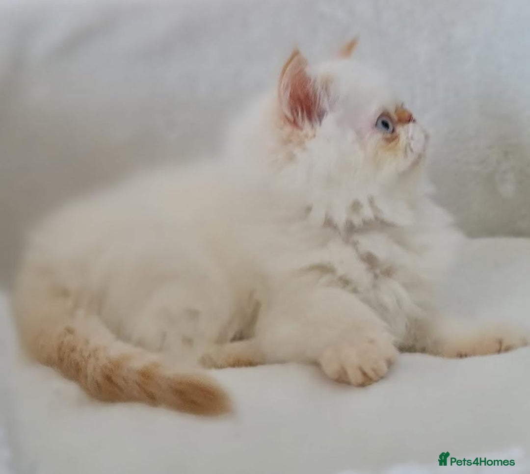Persian cats for sale: Persian Kittens Looking For New Home - Image 26