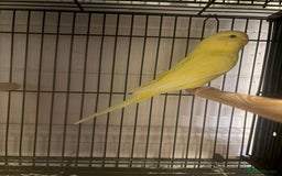 Budgerigars birds for sale: Budgies - Image 11
