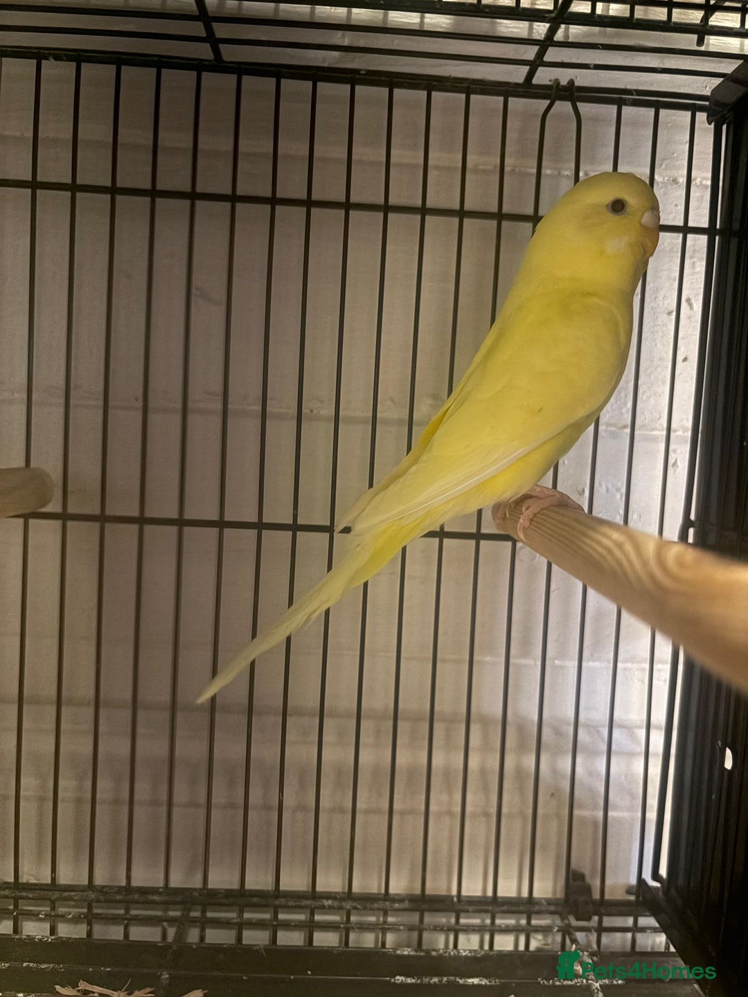 Budgerigars birds for sale: Budgies - Image 11
