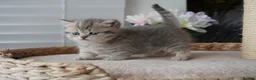 Munchkin cats for sale: ⚜️Rare munchkins⚜️ - Advert 23