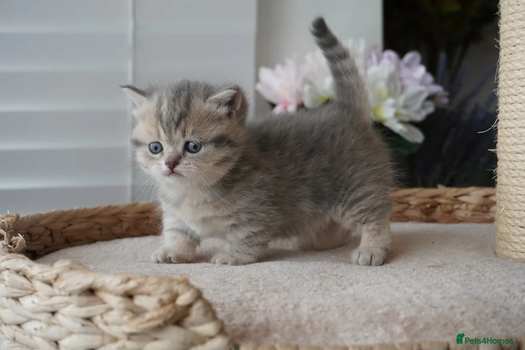 Munchkin cats for sale: ⚜️Rare munchkins⚜️ - Advert 23