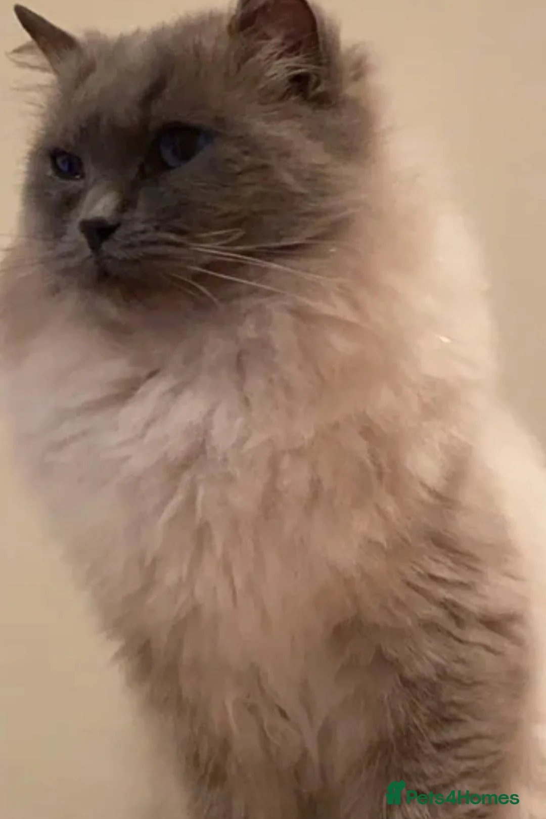Ragdoll cats for sale: Ragdoll kittens in Cumnock - Advert 2