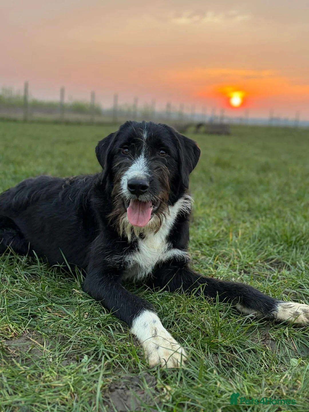 Mixed Breed dogs for adoption: Adonis - A Loyal Companion For The Right Home in Worcester - Advert 2