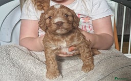 Cockapoo dogs for sale: red sable merle boy left 💜 - Image 24