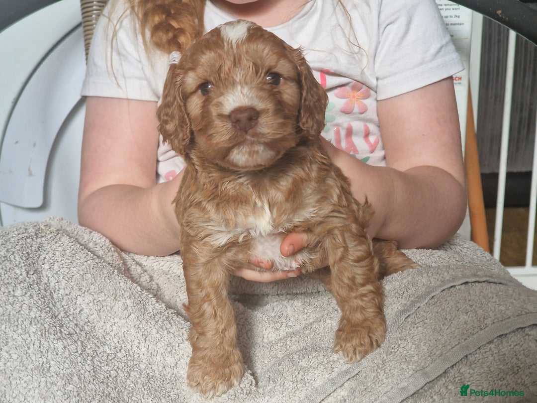 Cockapoo dogs for sale: red sable merle boy left 💜 - Image 24