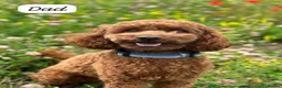 Cavapoo dogs for sale: Beautiful F1b Red Cavapoo Puppies - Advert 12
