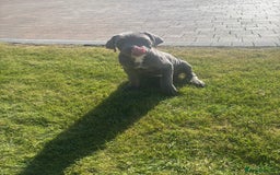 Cane Corso dogs for sale: Can Corso - Image 1