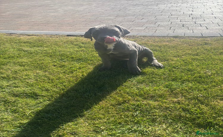 Cane Corso dogs - Advert 2